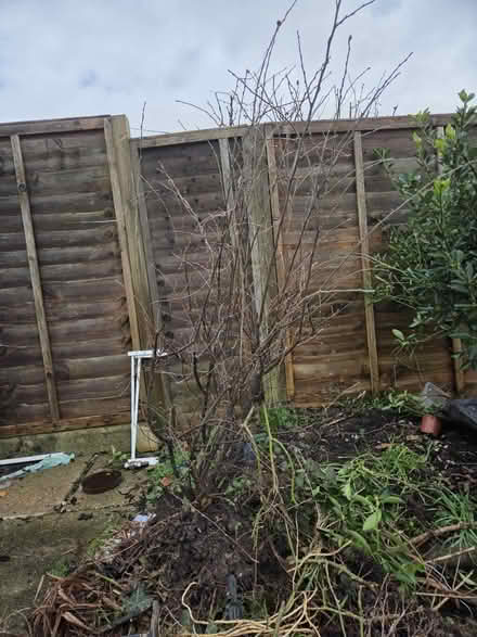 Photo of free Shrub (Burgess hill) #1