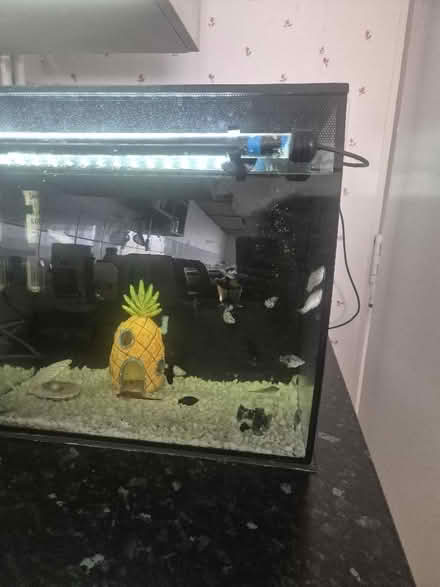 Photo of free Fishes plus fish tank (Great Billing) #3
