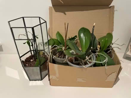 Photo of free 4 Orchids (East Peckham) #1