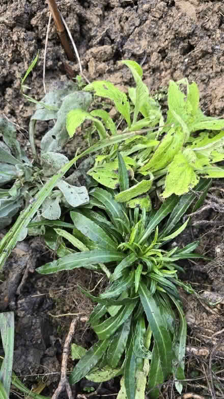 Photo of free Garden plants (CT5) #1