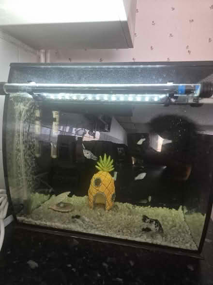 Photo of free Fishes plus fish tank (Great Billing) #1