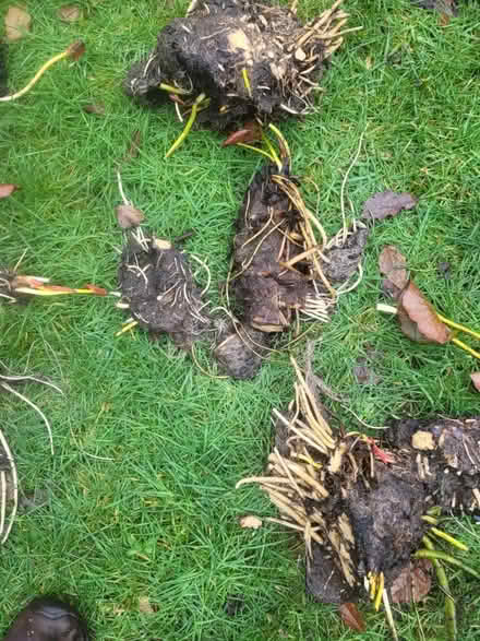 Photo of free Pond plants- water lillies (WOKING St Johns GU21) #2