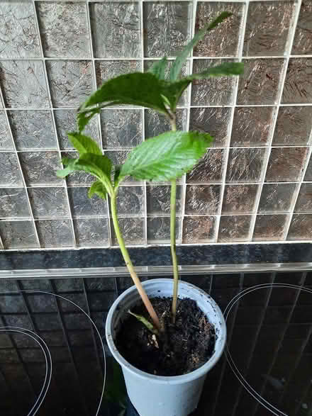 Photo of free Hellebore Small Plant white or pink (Morden SM4) #3