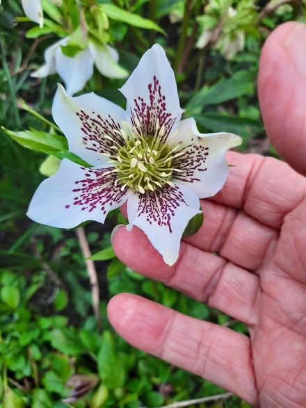 Photo of free Hellebore Small Plant white or pink (Morden SM4) #4