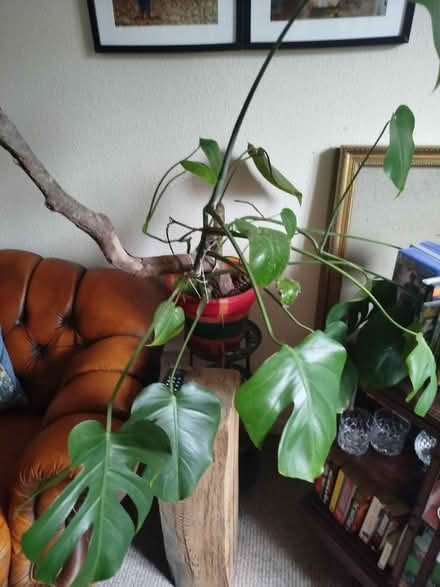 Photo of free Monstera (Harborne B17) #1