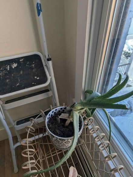 Photo of free Large aloe vera plant to give away (North Cambridge) #1