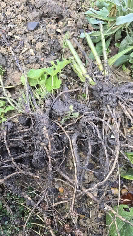 Photo of free Garden plants (CT5) #3