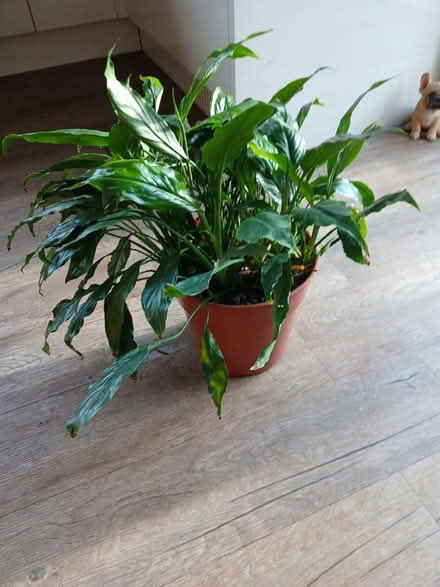 Photo of free Lily (Meldreth) #1