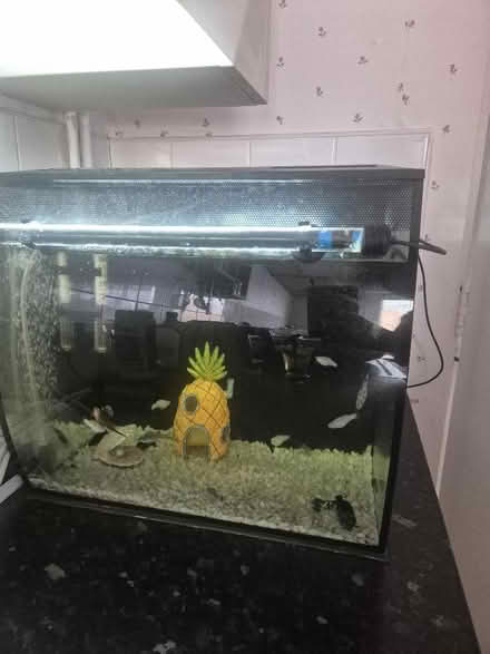 Photo of free Fishes plus fish tank (Great Billing) #2