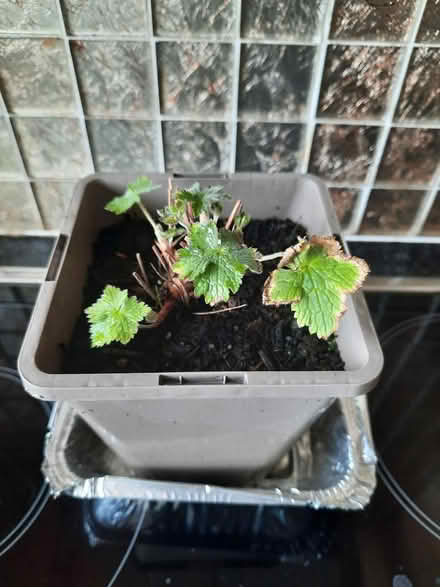 Photo of free Hardy Pink Geranium seedling (Morden SM4) #3