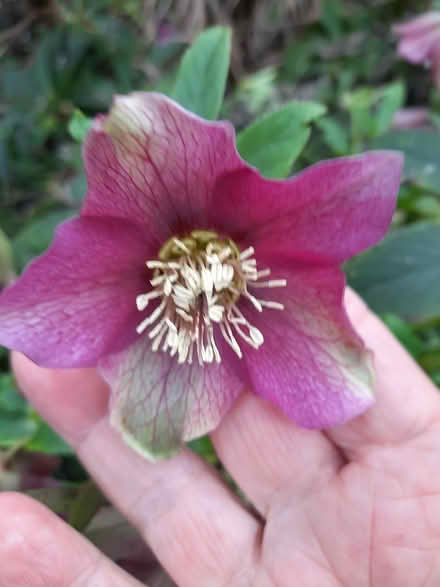 Photo of free Hellebore Small Plant white or pink (Morden SM4) #3