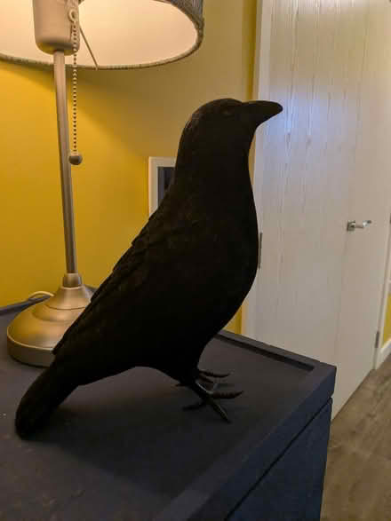 Photo of free Decorative crow (Hayes UB34) #1