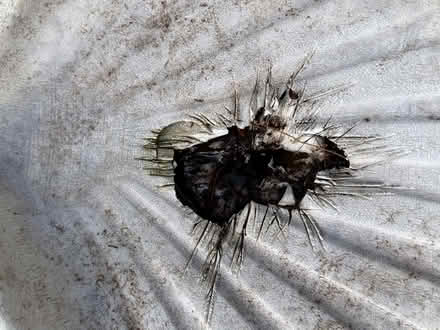 Photo of free Bird bath - needs repair (St Austell, Gover area) #3