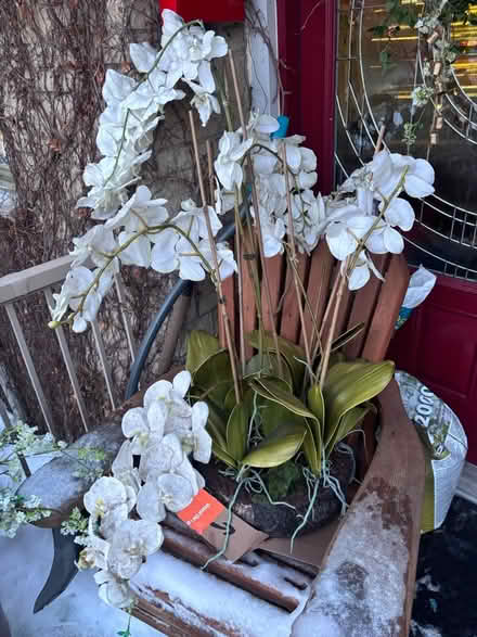 Photo of free permanent white orchid (Greensville/Dundas) #1