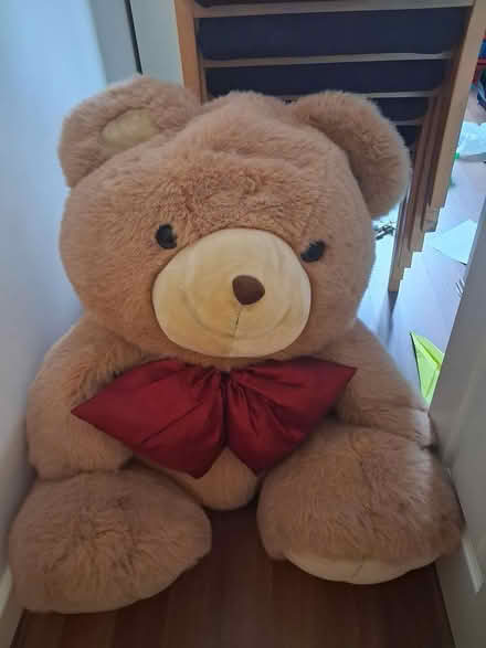 Photo of free Bear 70cm (CV2) #1