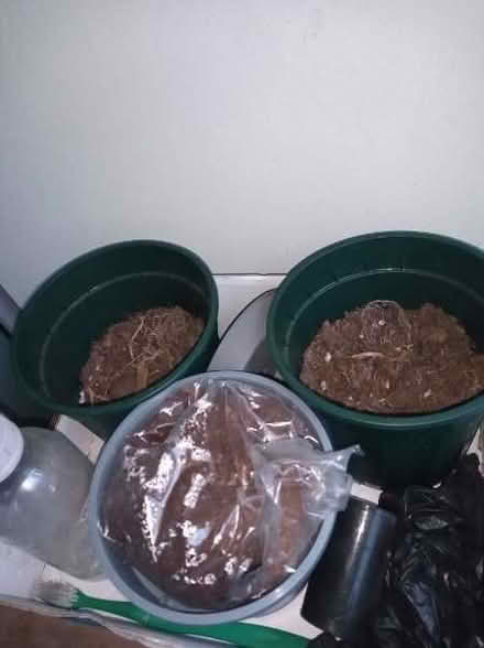 Photo of free good soil for pots (Sheffield centre S1) #1