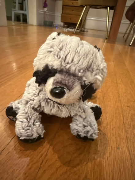 Photo of free Raccoon Stuffed Animal (Piedmont) #1