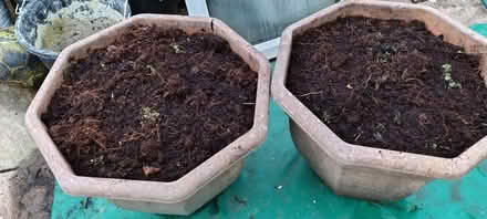 Photo of free 2 heavy pots of ericaceous soil (Slough central SL1) #1