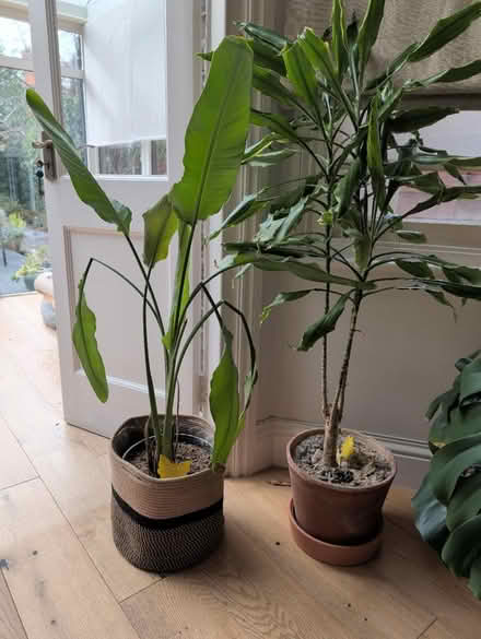 Photo of free plants (NW2) #1