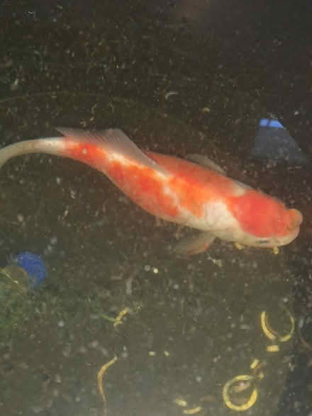 Photo of free Pond fish (Whissendine. LE15 7EY) #4