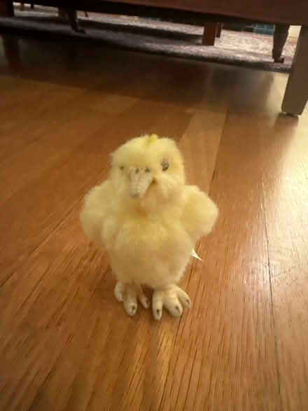 Photo of free Chick Stuffed Animal (Piedmont) #1