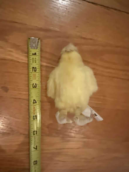 Photo of free Chick Stuffed Animal (Piedmont) #2
