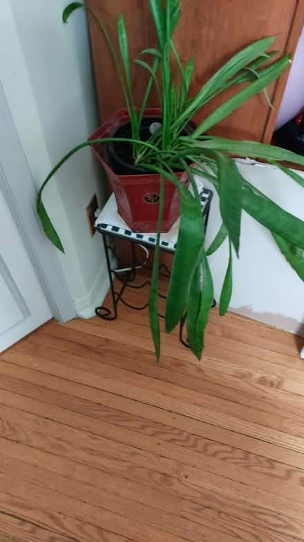 Photo of free Beautiful plant with red holder (Upper beaches) #2