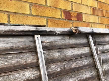 Photo of free Fence panel (Tuffley Gloucester) #2