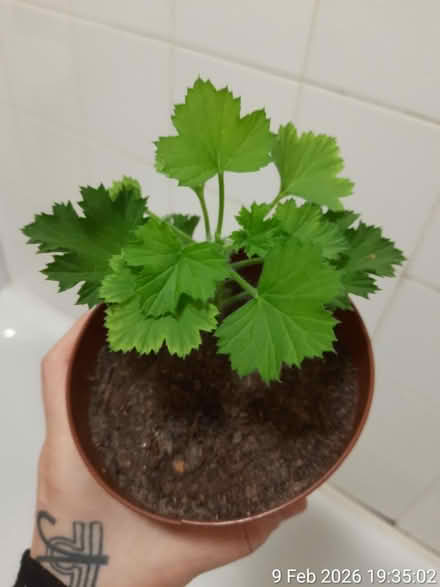 Photo of free Pelargonium grandiflorum (Pink🌺) (Edgwarebury Lane) #1