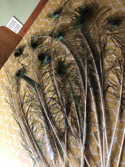 Photo of free Peacock feathers (Fairfield LA1) #2