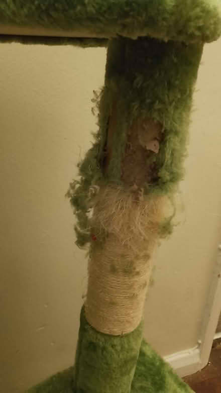 Photo of free Large cat tree (W13) #2