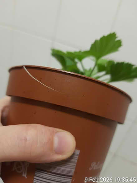 Photo of free Pelargonium grandiflorum (Pink🌺) (Edgwarebury Lane) #3