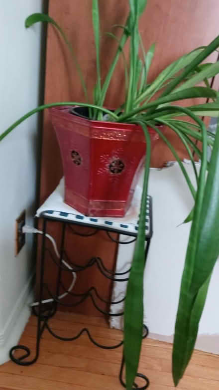 Photo of free Beautiful plant with red holder (Upper beaches) #1