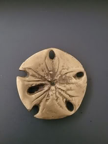 Photo of free Sand-dollar Paper Weight (20874) #1