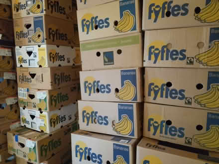 Photo of free hundreds of empty banana boxes for packing, moving house (Carlisle CA1) #1