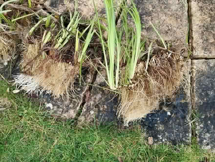 Photo of free Pond iris plants (The Reddings) #1