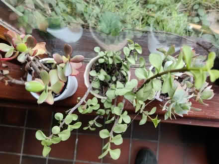 Photo of free Cactus type plants (Norwich NR5) #2