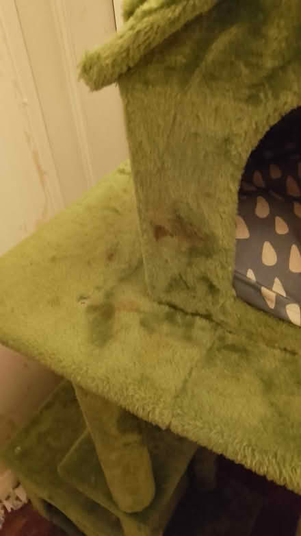 Photo of free Large cat tree (W13) #3