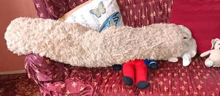 Photo of free shaggy pile rug (Allington NG32) #1