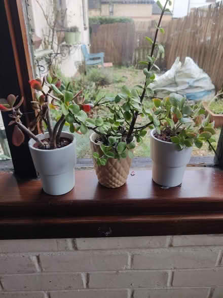 Photo of free Cactus type plants (Norwich NR5) #1