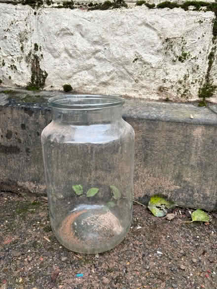 Photo of free XL Vase (Lewisham) #1