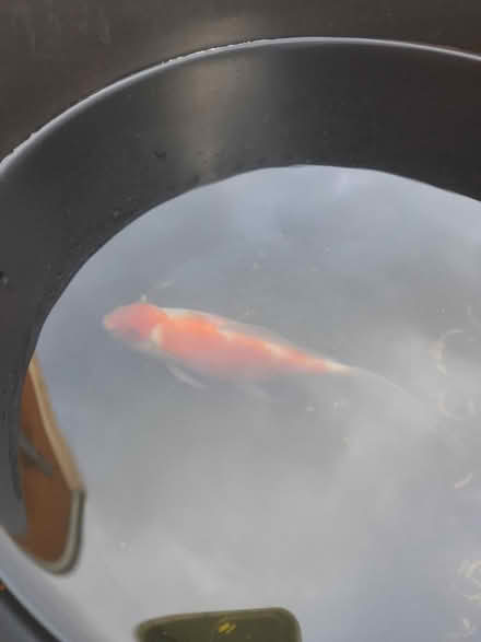 Photo of free Pond fish (Whissendine. LE15 7EY) #1