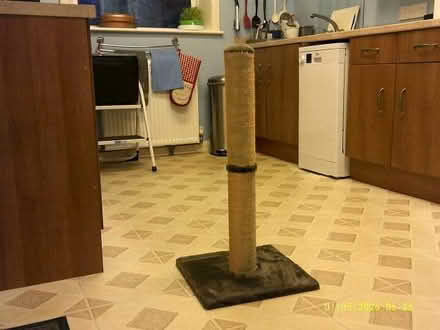 Photo of free Scratching post (Cotton Tree BB8) #1