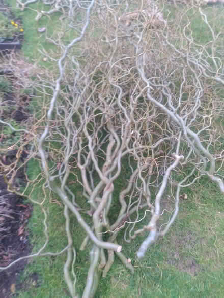 Photo of free curly willow branches/cuttings (Hazel Grove SK7) #1