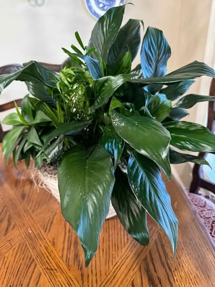 Photo of free Peace Lily in basket (Covington) #1