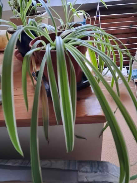 Photo of free Spider plants (Wirksworth DE4) #1