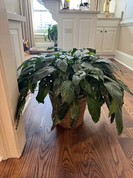 Photo of free Peace Lily in basket (Covington) #2