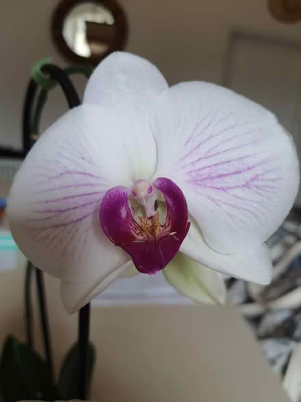 Photo of free In flower orchids (Stroud central) #3