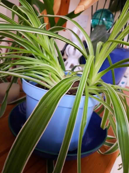 Photo of free Spider plants (Wirksworth DE4) #2