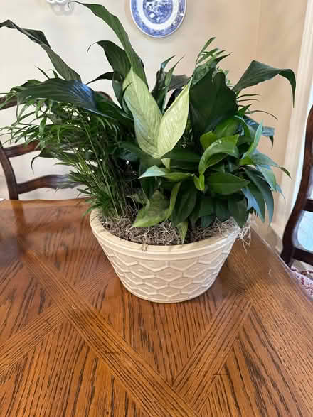 Photo of free Dish garden in container (Covington) #1